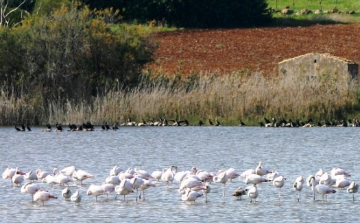 flamingoes & cormorants in Sicily walking tour vendicari