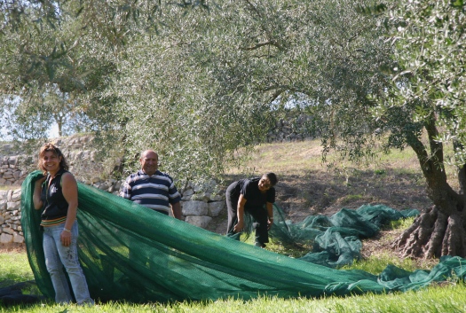 Olive harvest in Sicily Olive picking
