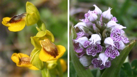 ophrys lutea & orchis lactea wild orchids in Italy