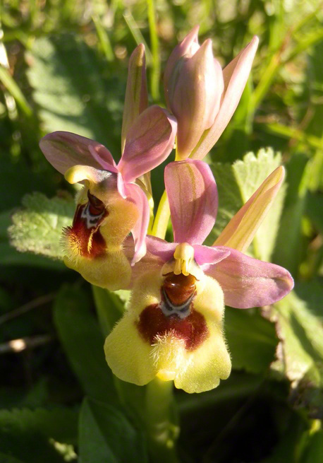 sawfly orchid sawfly wild orchid