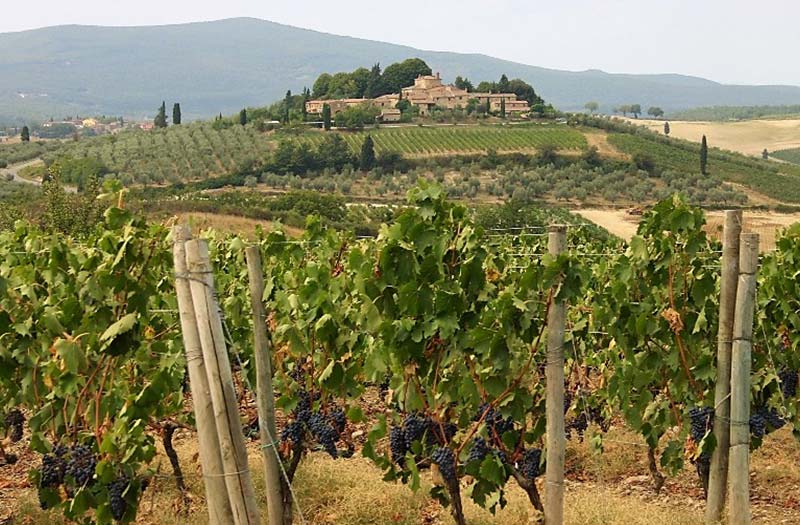 view of Italy vineyard